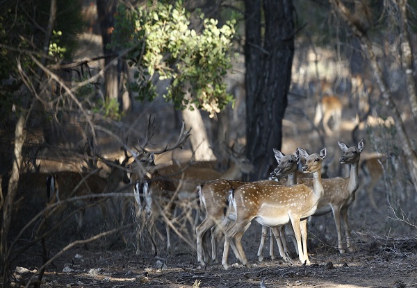Foto - Alageyiklerin nesli böyle korunuyor