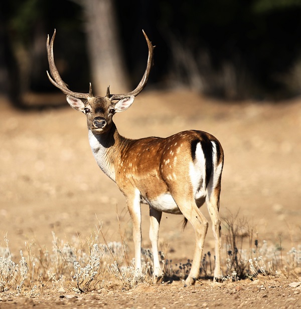 Foto - Alageyiklerin nesli böyle korunuyor
