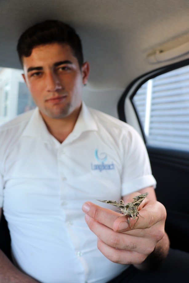 Foto - Alanya’da ortaya çıktı! Dünyada bile ender rastlanıyor