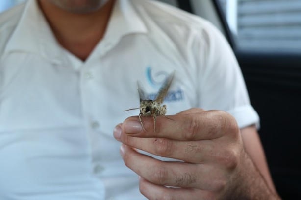 Foto - Alanya’da ortaya çıktı! Dünyada bile ender rastlanıyor