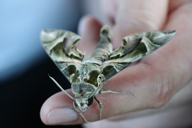 Alanya’da ortaya çıktı! Dünyada bile ender rastlanıyor