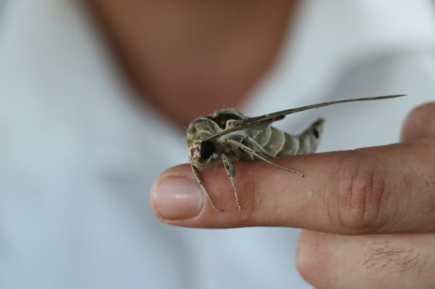Foto - Alanya’da ortaya çıktı! Dünyada bile ender rastlanıyor