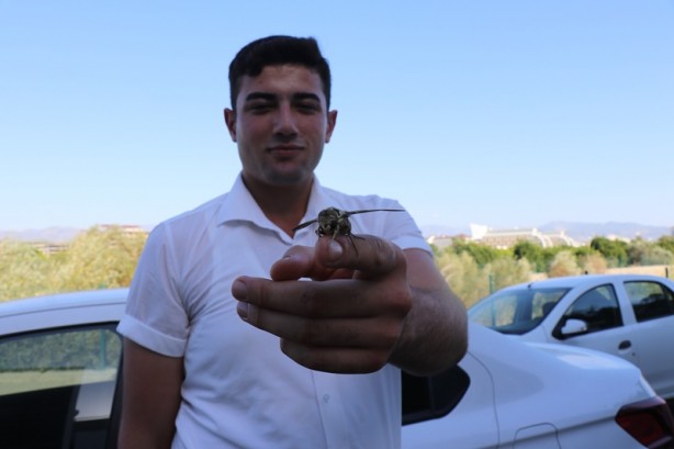 Foto - Alanya’da ortaya çıktı! Dünyada bile ender rastlanıyor