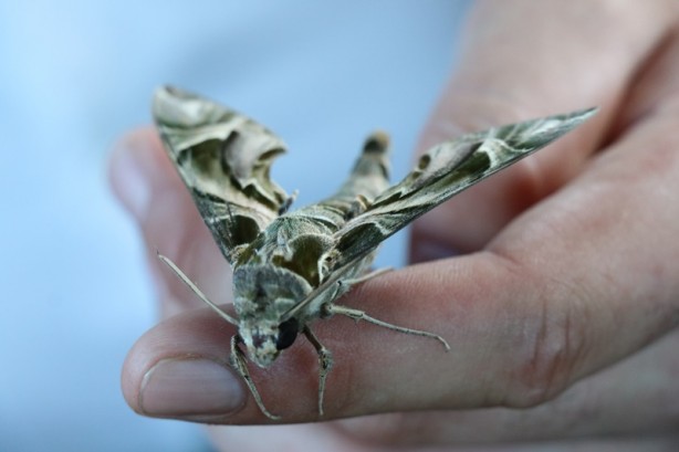 Foto - Alanya’da ortaya çıktı! Dünyada bile ender rastlanıyor