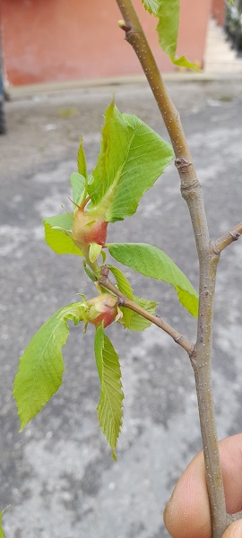 Foto - Alaplı'da tespit edildi! Çin'de ortaya çıktı Türkiye'ye geldi