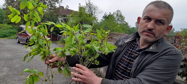 Foto - Alaplı'da tespit edildi! Çin'de ortaya çıktı Türkiye'ye geldi
