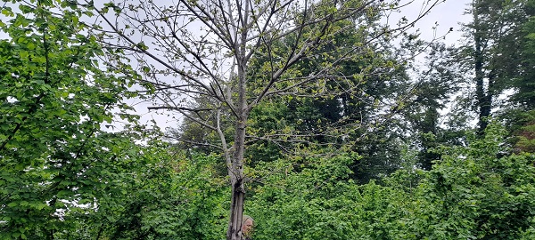 Foto - Alaplı'da tespit edildi! Çin'de ortaya çıktı Türkiye'ye geldi