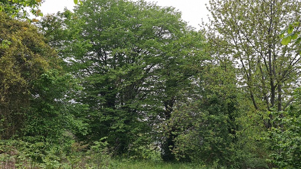 Foto - Alaplı'da tespit edildi! Çin'de ortaya çıktı Türkiye'ye geldi