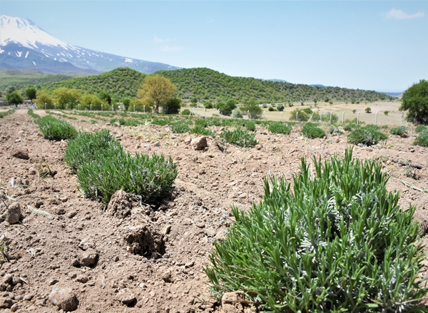 Foto - Aldığı hibe fide desteğiyle tarlasında lavanta yetiştiriyor