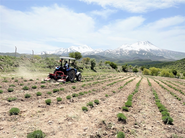 Foto - Aldığı hibe fide desteğiyle tarlasında lavanta yetiştiriyor