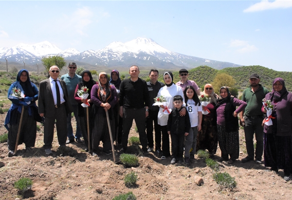 Foto - Aldığı hibe fide desteğiyle tarlasında lavanta yetiştiriyor