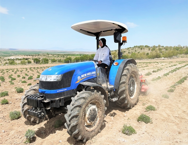 Aldığı hibe fide desteğiyle tarlasında lavanta yetiştiriyor