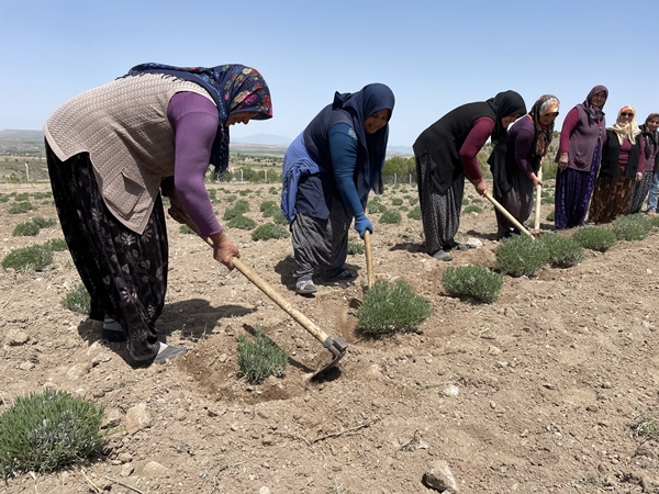 Foto - Aldığı hibe fide desteğiyle tarlasında lavanta yetiştiriyor