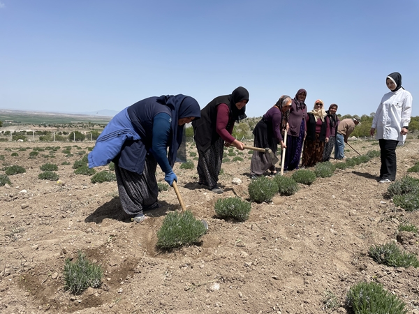 Foto - Aldığı hibe fide desteğiyle tarlasında lavanta yetiştiriyor