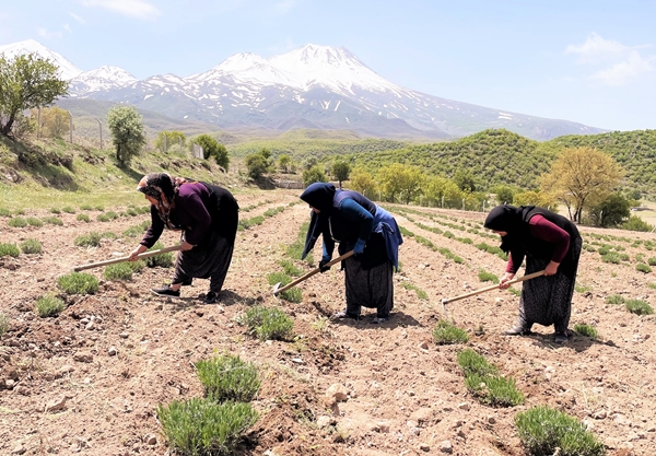 Foto - Aldığı hibe fide desteğiyle tarlasında lavanta yetiştiriyor