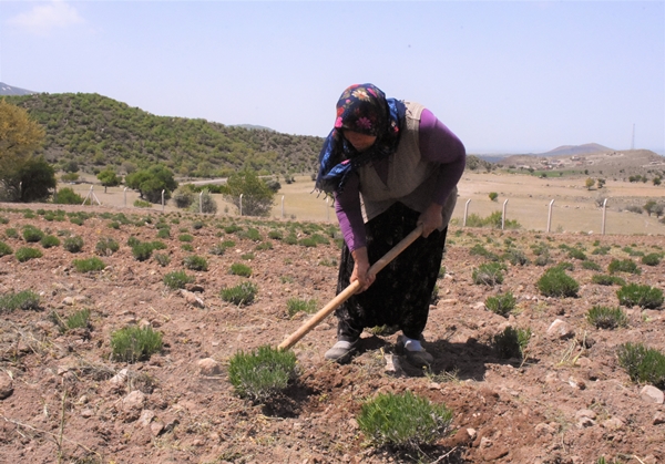 Foto - Aldığı hibe fide desteğiyle tarlasında lavanta yetiştiriyor