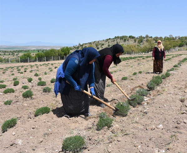 Foto - Aldığı hibe fide desteğiyle tarlasında lavanta yetiştiriyor