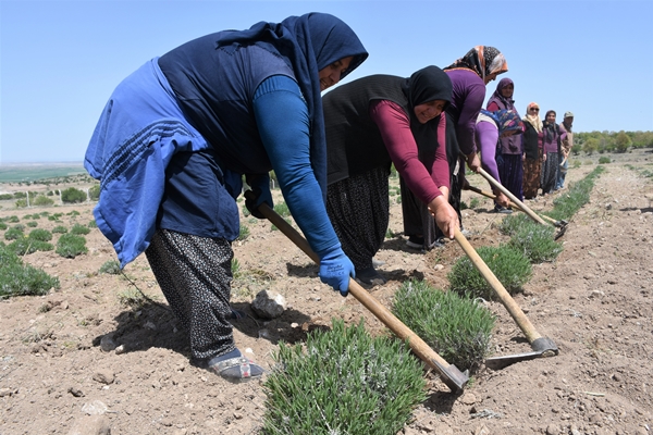 Foto - Aldığı hibe fide desteğiyle tarlasında lavanta yetiştiriyor