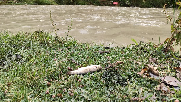 Foto - Alibey Barajı'na akan derede korkutan tablo! Görenler gözlerine inanamadı