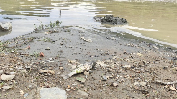 Foto - Alibey Barajı'na akan derede korkutan tablo! Görenler gözlerine inanamadı
