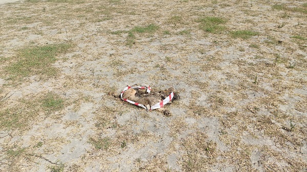 Foto - Alibey Barajı'nda köpek ölüsü içme suyuna karışıyordu! İSKİ yine isyan ettirdi