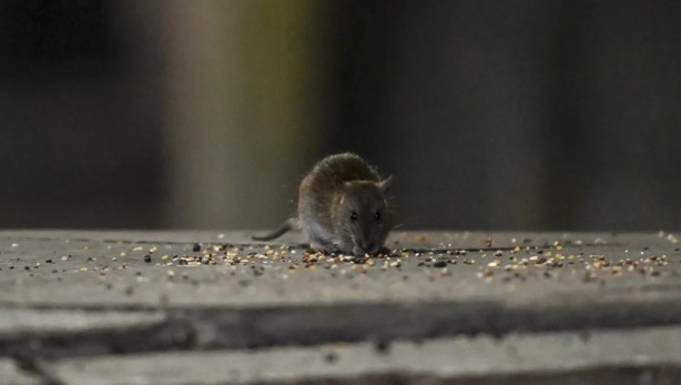 Foto - Alın size medeniyet! Laikçiler iyi okusun