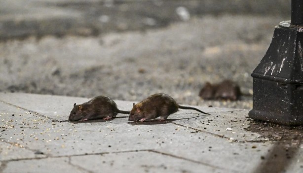 Foto - Alın size medeniyet! Laikçiler iyi okusun