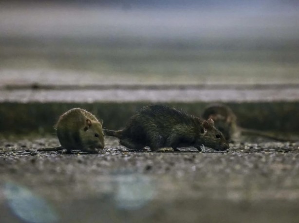 Foto - Alın size medeniyet! Laikçiler iyi okusun