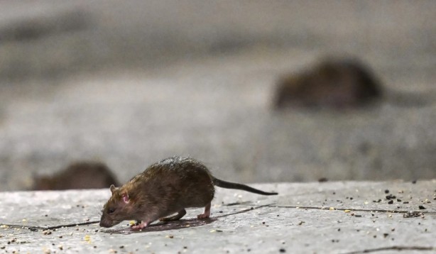 Foto - Alın size medeniyet! Laikçiler iyi okusun