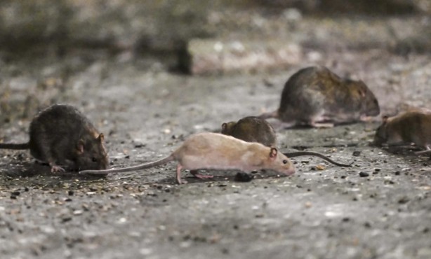 Alın size medeniyet! Laikçiler iyi okusun