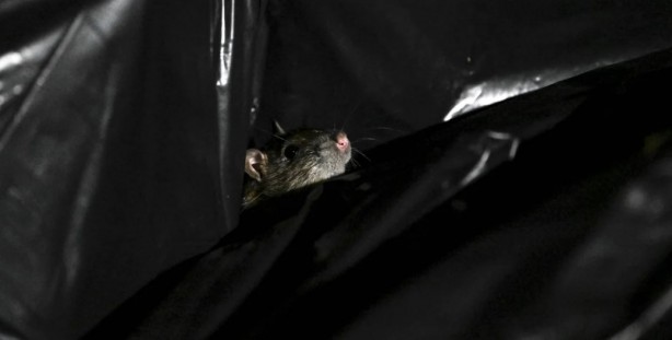 Foto - Alın size medeniyet! Laikçiler iyi okusun