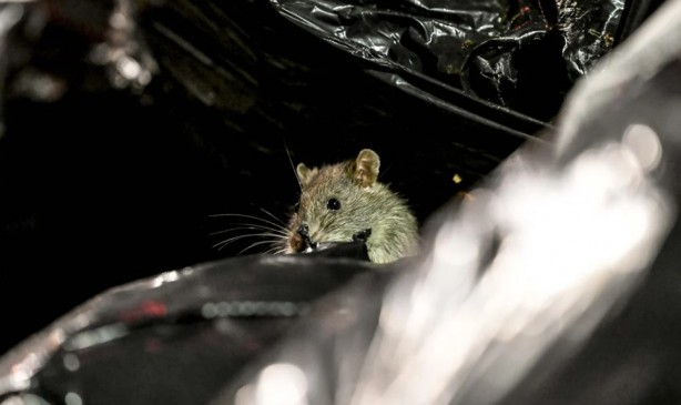 Foto - Alın size medeniyet! Laikçiler iyi okusun