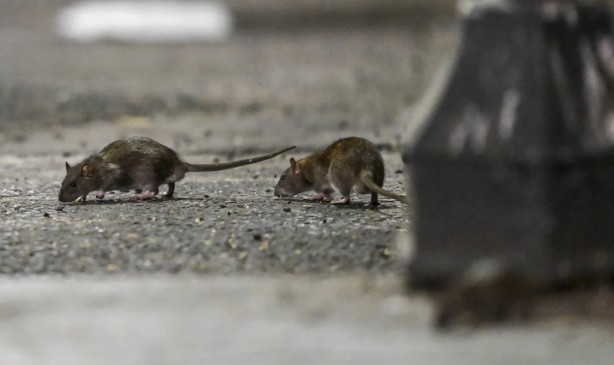 Foto - Alın size medeniyet! Laikçiler iyi okusun