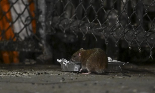 Foto - Alın size medeniyet! Laikçiler iyi okusun