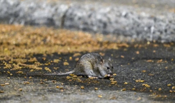 Foto - Alın size medeniyet! Laikçiler iyi okusun