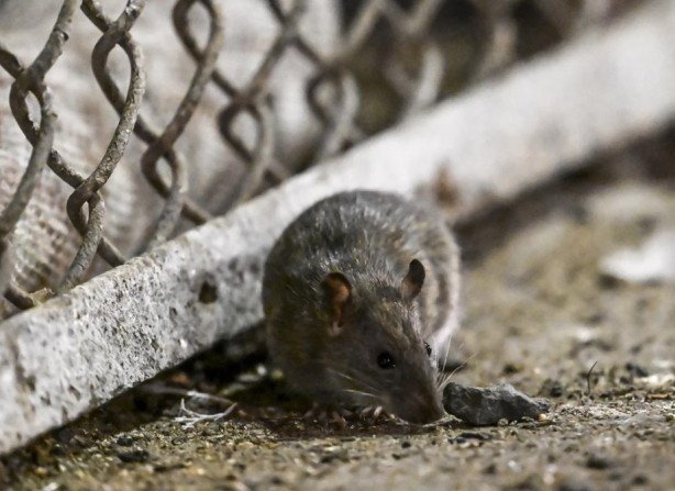 Foto - Alın size medeniyet! Laikçiler iyi okusun