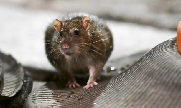 Foto - Alın size medeniyet! Laikçiler iyi okusun