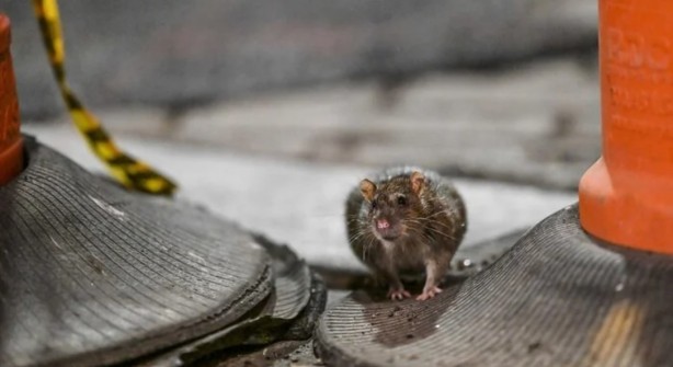 Foto - Alın size medeniyet! Laikçiler iyi okusun