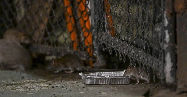 Foto - Alın size medeniyet! Laikçiler iyi okusun