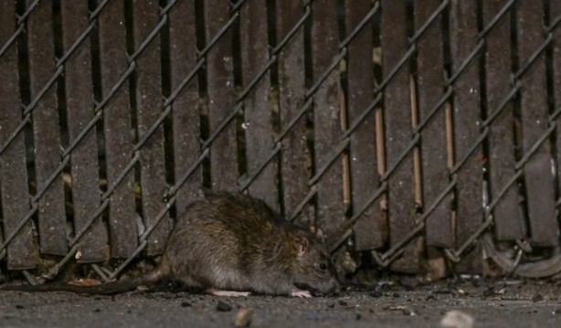 Foto - Alın size medeniyet! Laikçiler iyi okusun