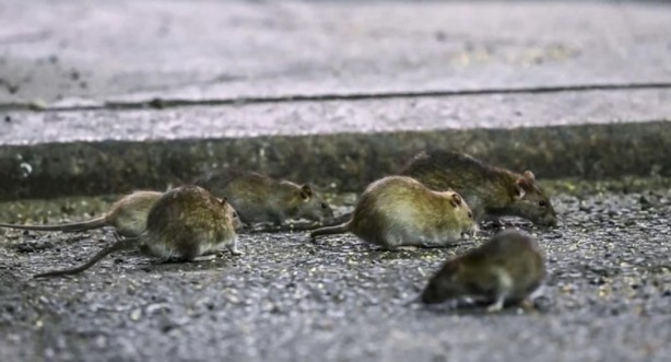 Foto - Alın size medeniyet! Laikçiler iyi okusun