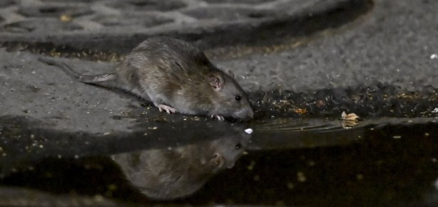 Foto - Alın size medeniyet! Laikçiler iyi okusun
