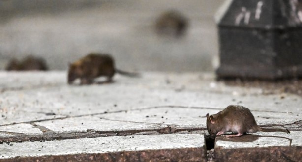 Foto - Alın size medeniyet! Laikçiler iyi okusun