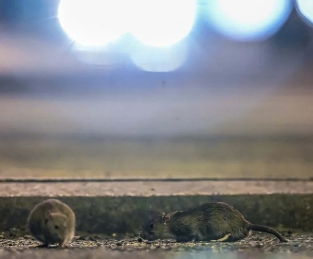 Foto - Alın size medeniyet! Laikçiler iyi okusun