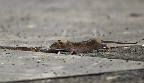 Foto - Alın size medeniyet! Laikçiler iyi okusun