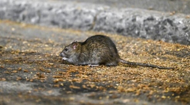 Foto - Alın size medeniyet! Laikçiler iyi okusun