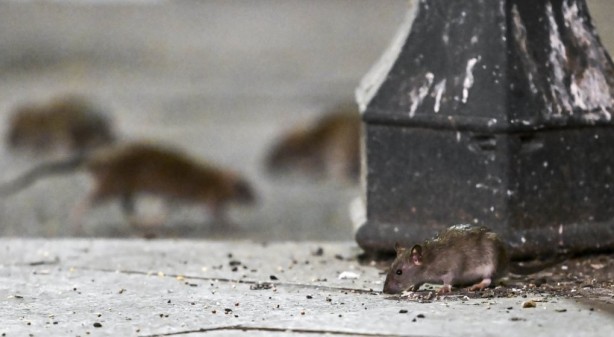 Foto - Alın size medeniyet! Laikçiler iyi okusun