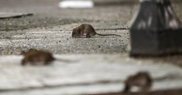 Foto - Alın size medeniyet! Laikçiler iyi okusun