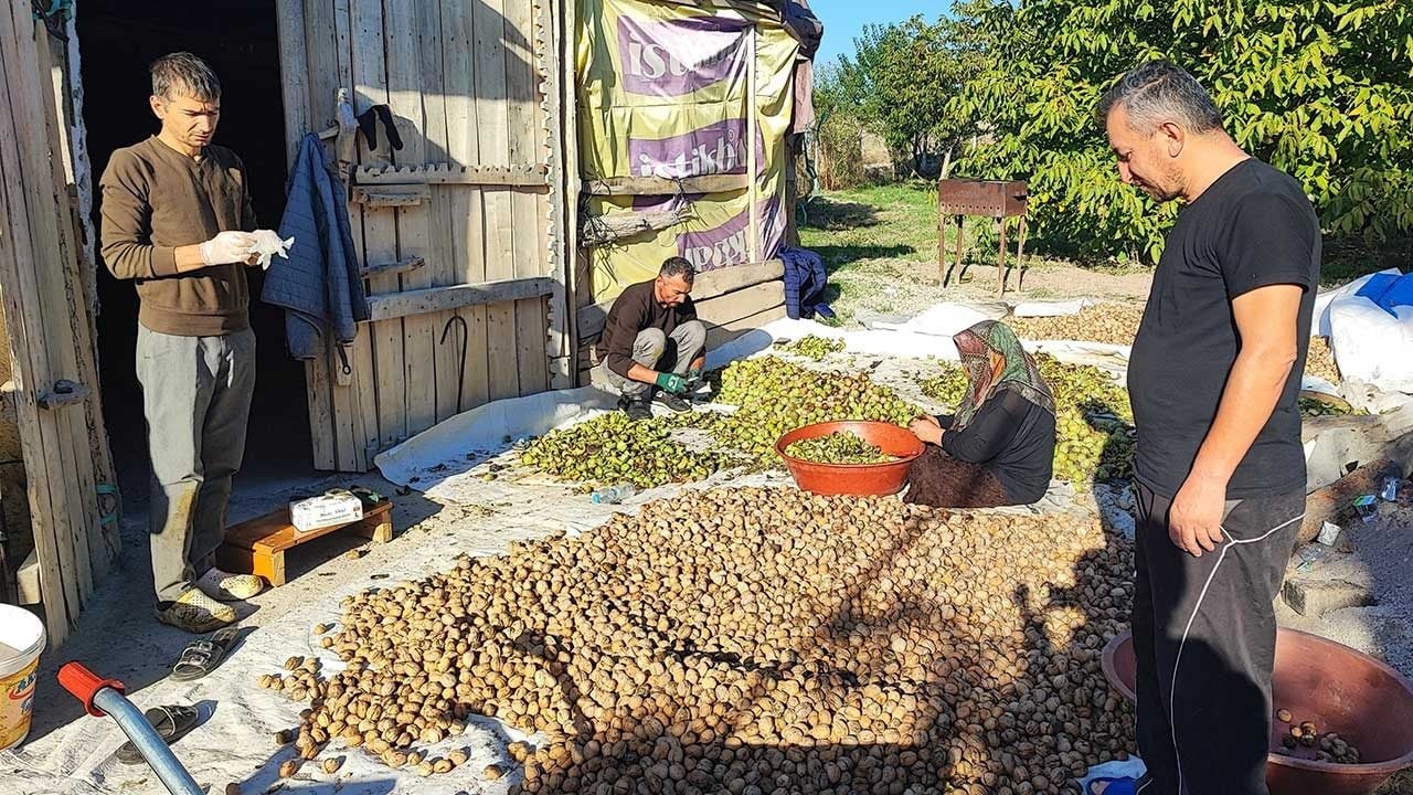 Foto - Alın teri yerde kaldı, aracı kazandı: Yozgat'ta ceviz bereketi üreticinin yüzünü güldürmedi!