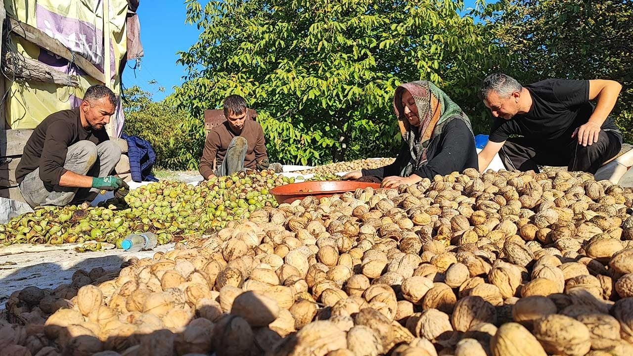 Alın teri yerde kaldı, aracı kazandı: Yozgat'ta ceviz bereketi üreticinin yüzünü güldürmedi!
